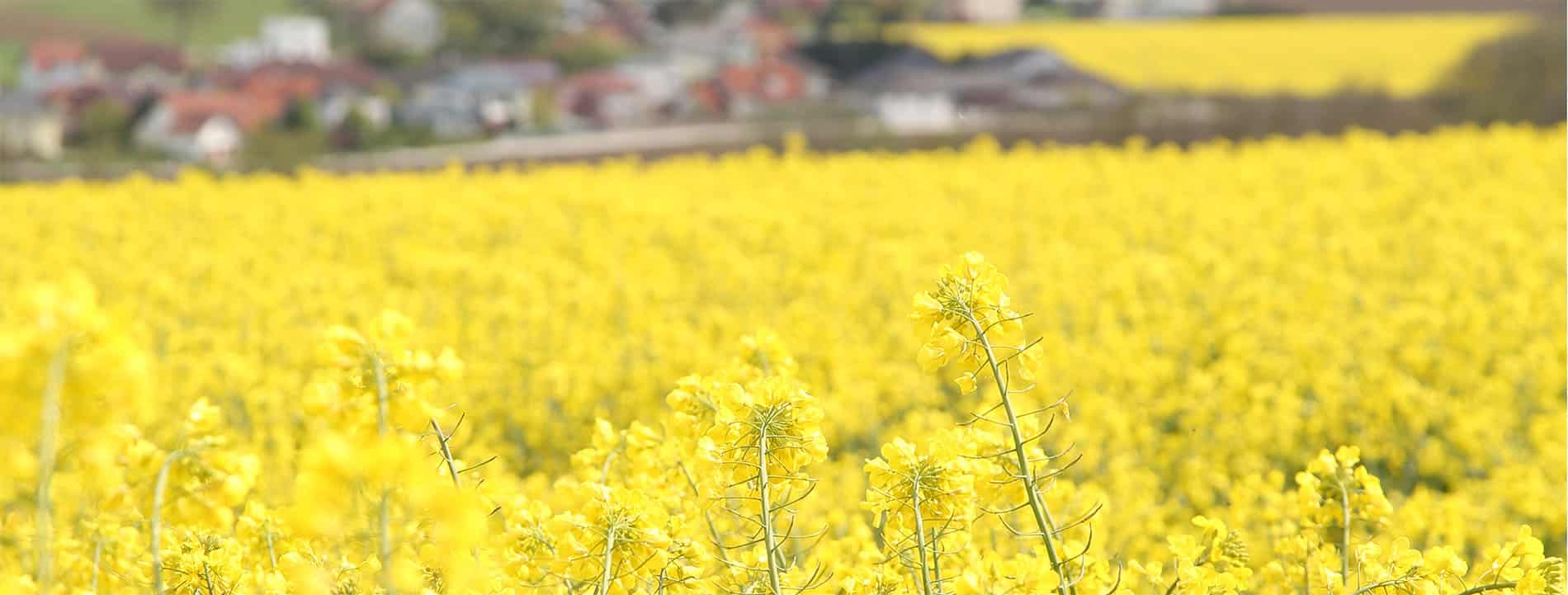 Die LandarbeiterInnen in guten Händen!