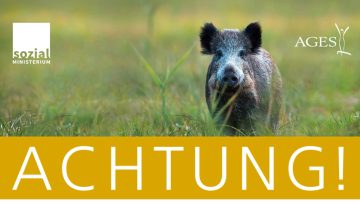 Afrikanische Schweinepest