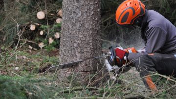 Forstunfälle – Ausbildung und Vorschriften schützen!